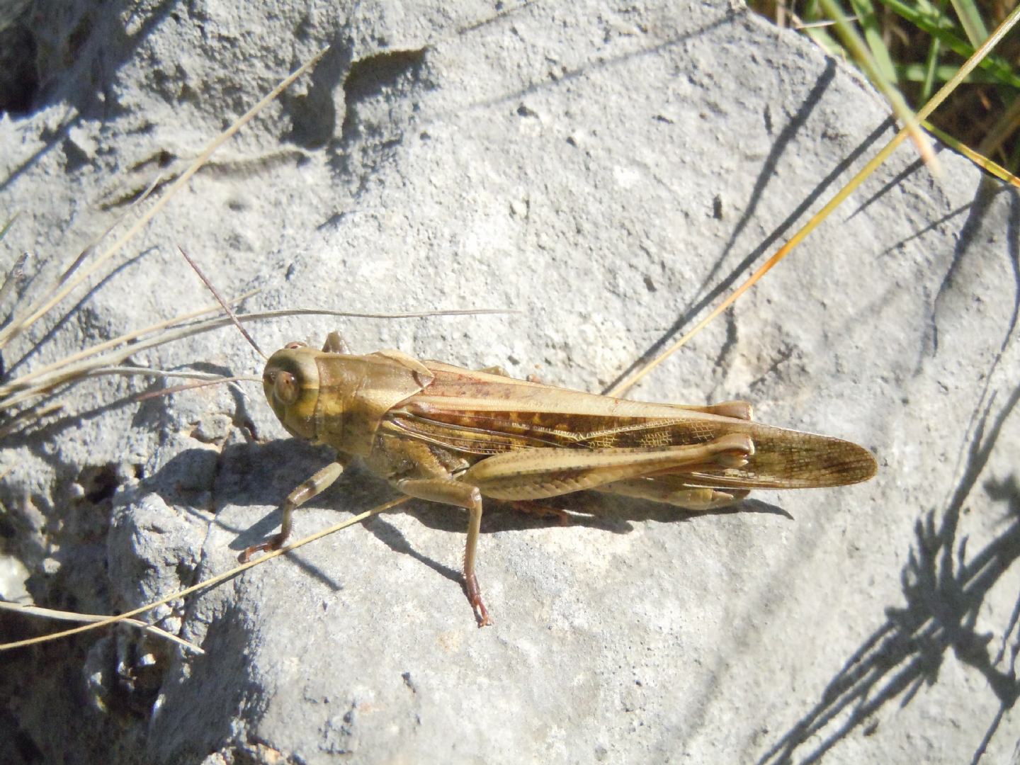 Locusta migratoria? S !